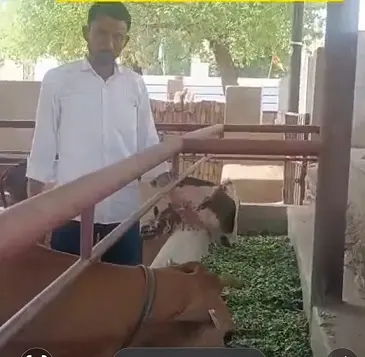 गौवंश को हरा चारा खिलाया,जरूरतमंदों को करवाया भोजन